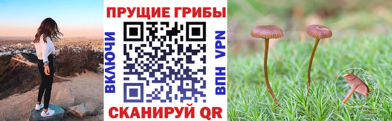 Купить закладки Выборг Псилоцибиновые грибы ЛСД